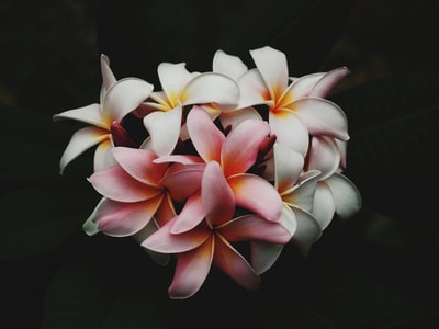 白色和粉红色花瓣的花朵在黑暗中
